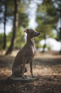 Close-up of a dog on field