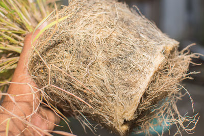 bird nest