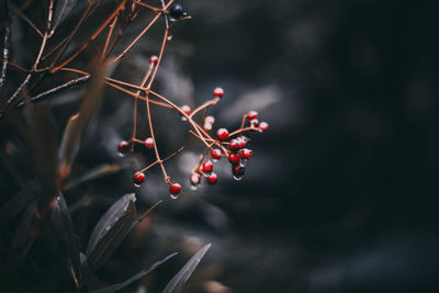 Close-up of berries on tree