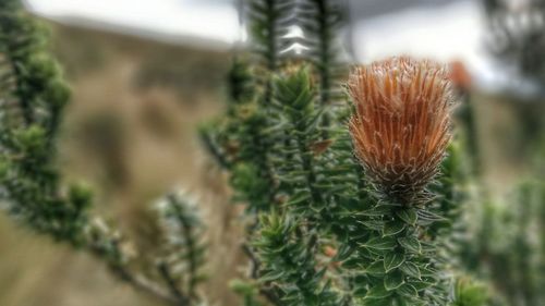 Close-up of cactus plant