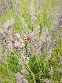 Close-up of bee pollinating on purple flower