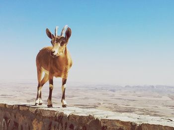 Portrait of deer standing on top of cliff