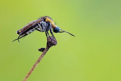 Close-up of insect perching on twig