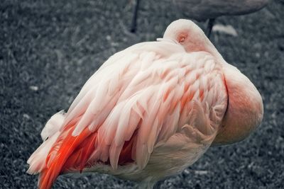 Close-up of flamingo