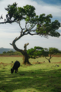 View of a horse on field