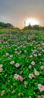 Scenic view of flowering plants on field against sky