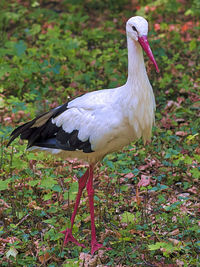 Close-up of bird on field