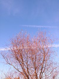 Bare tree against clear blue sky