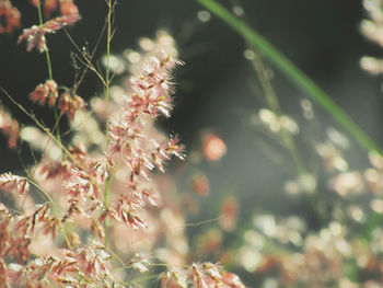 Close-up of flower tree