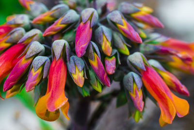 Close-up of flowers
