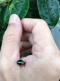 Close-up of hand holding insect