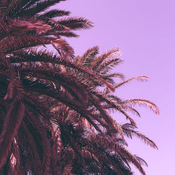 Low angle view of palm tree against sky