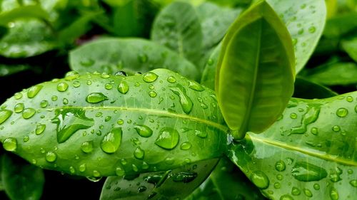 Close-up of wet green leaves during rainy season
