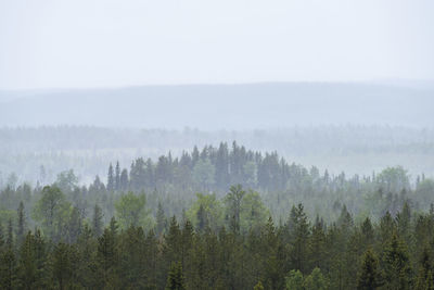 Trees in forest during foggy weather