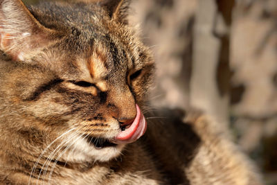 Close-up of a cat looking away