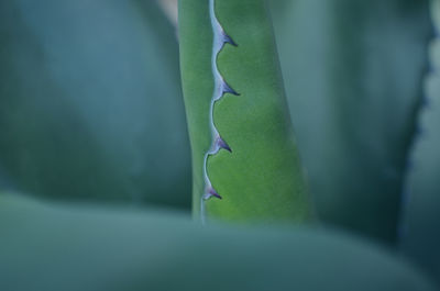 Close-up of plant