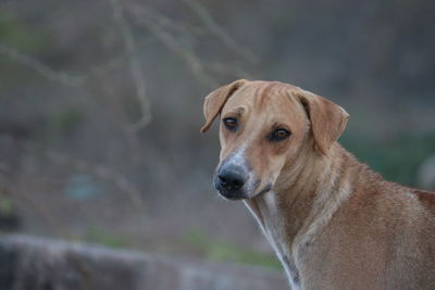 Close-up portrait of a dog looking away