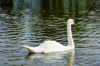 Swan swimming in lake