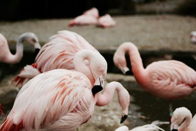 Close-up of flamingoes