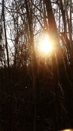 Sun shining through trees in forest