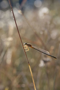 Close-up of insect on grass