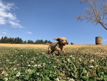 View of dog on field against sky