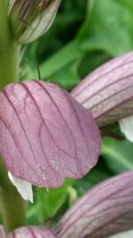 Close-up of pink flower