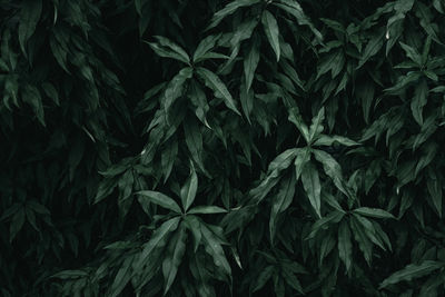 Full frame green leaves texture