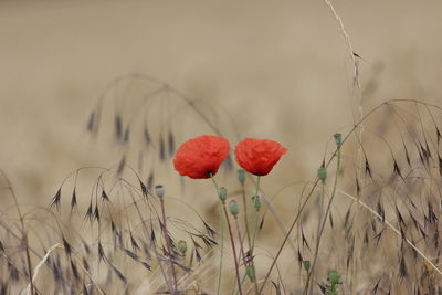 Close-up of red flower growing on field