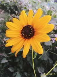 Close-up of yellow flower blooming outdoors