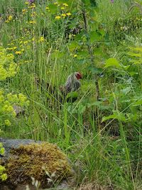 Close-up of bird perching on plant in field