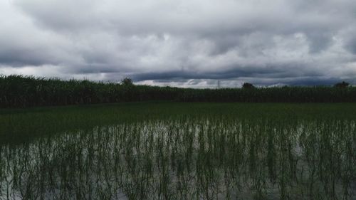 Scenic view of field against sky