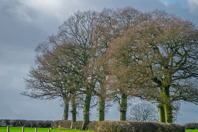 Trees on landscape against cloudy sky