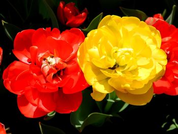 Close-up of bee pollinating flower