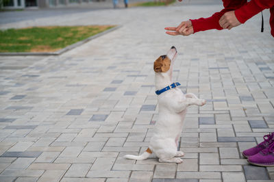 High angle view of dog standing on footpath