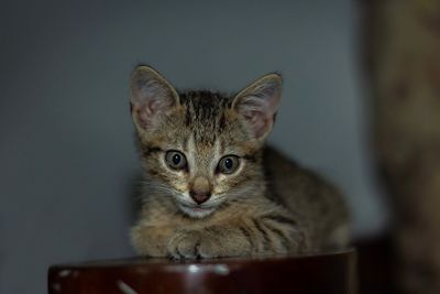 Close-up portrait of a cat