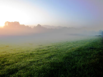 Grassy field against sky during sunrise