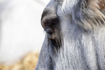 Close-up of horse