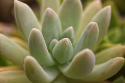 Close-up of plant