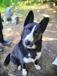 Portrait of dog standing outdoors