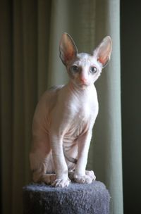 Close-up of a little cornish rex kitten 