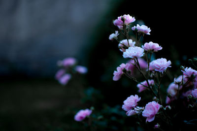 Close-up of purple flowers