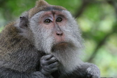 Close-up of monkey looking away