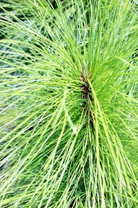Full frame shot of fresh green plant