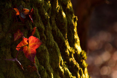 Close-up of autumnal leaves on tree trunk