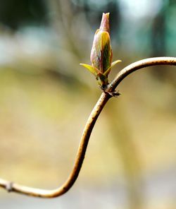 Close-up of bud on twig