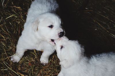 Dog looking away