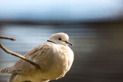 Close-up of bird perching on wood