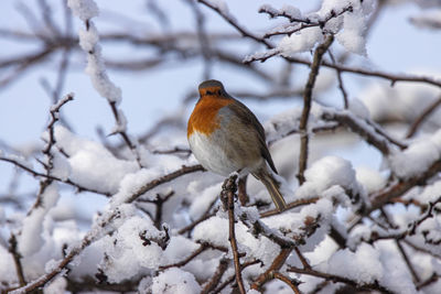 Bird perching on branch during winter