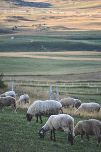 Sheep grazing on field